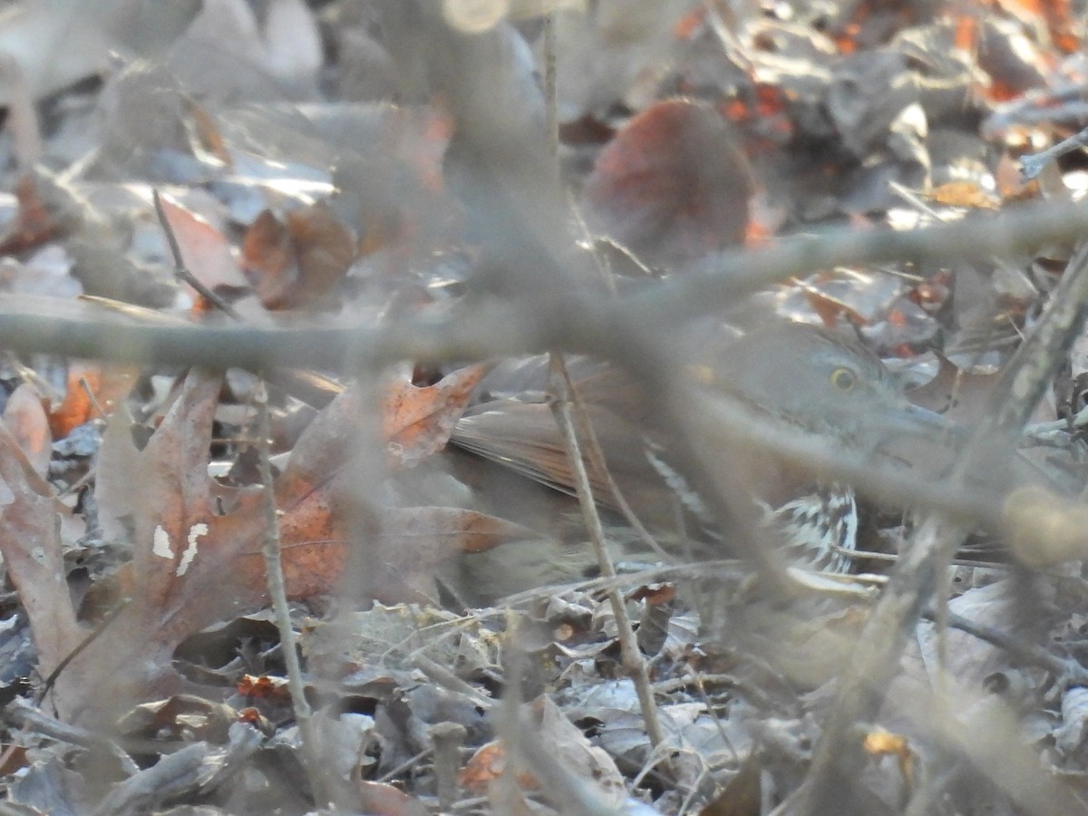 Moqueur roux - ML649162748