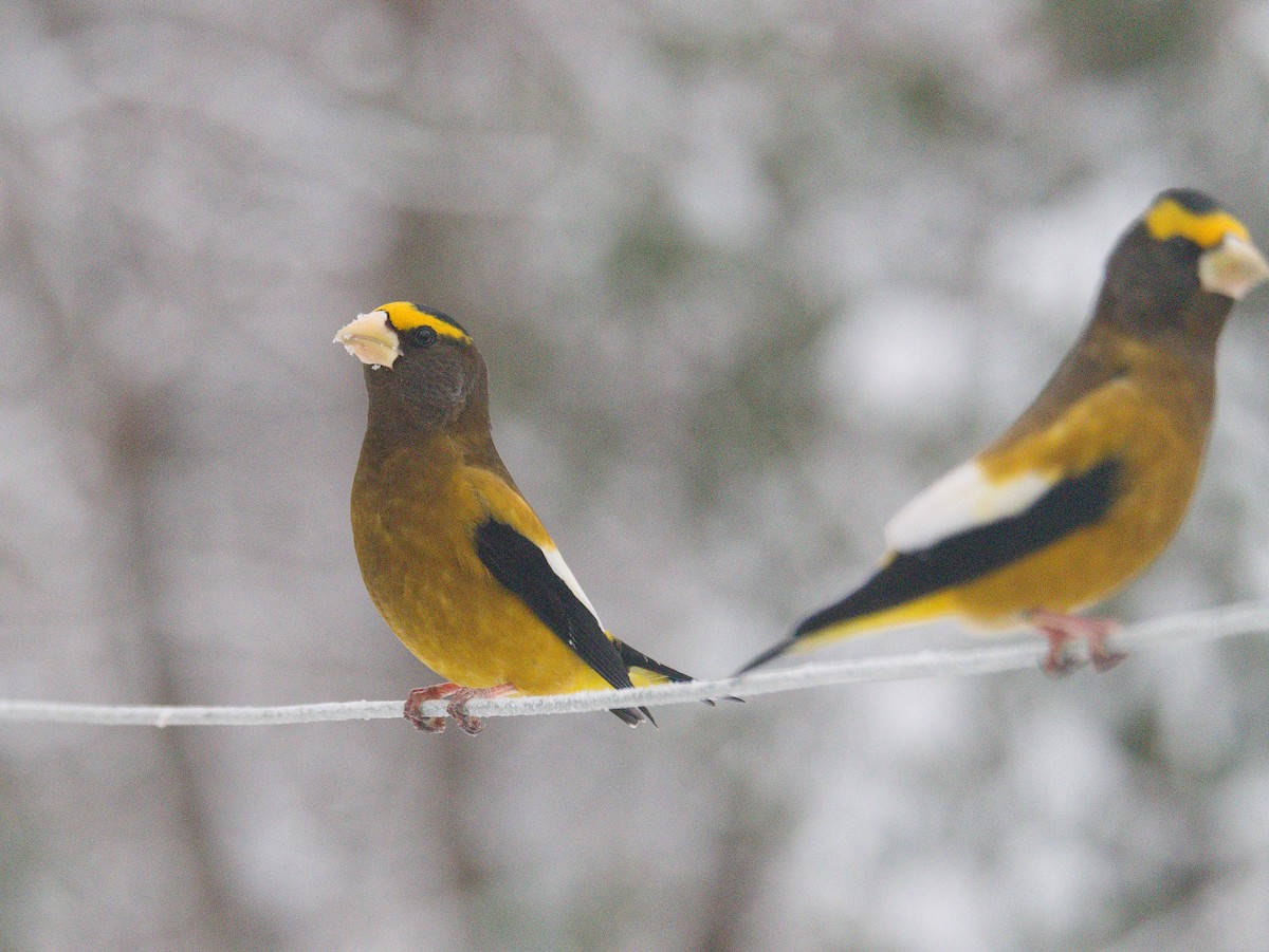 Mokolodi bekainoria - ML649162760