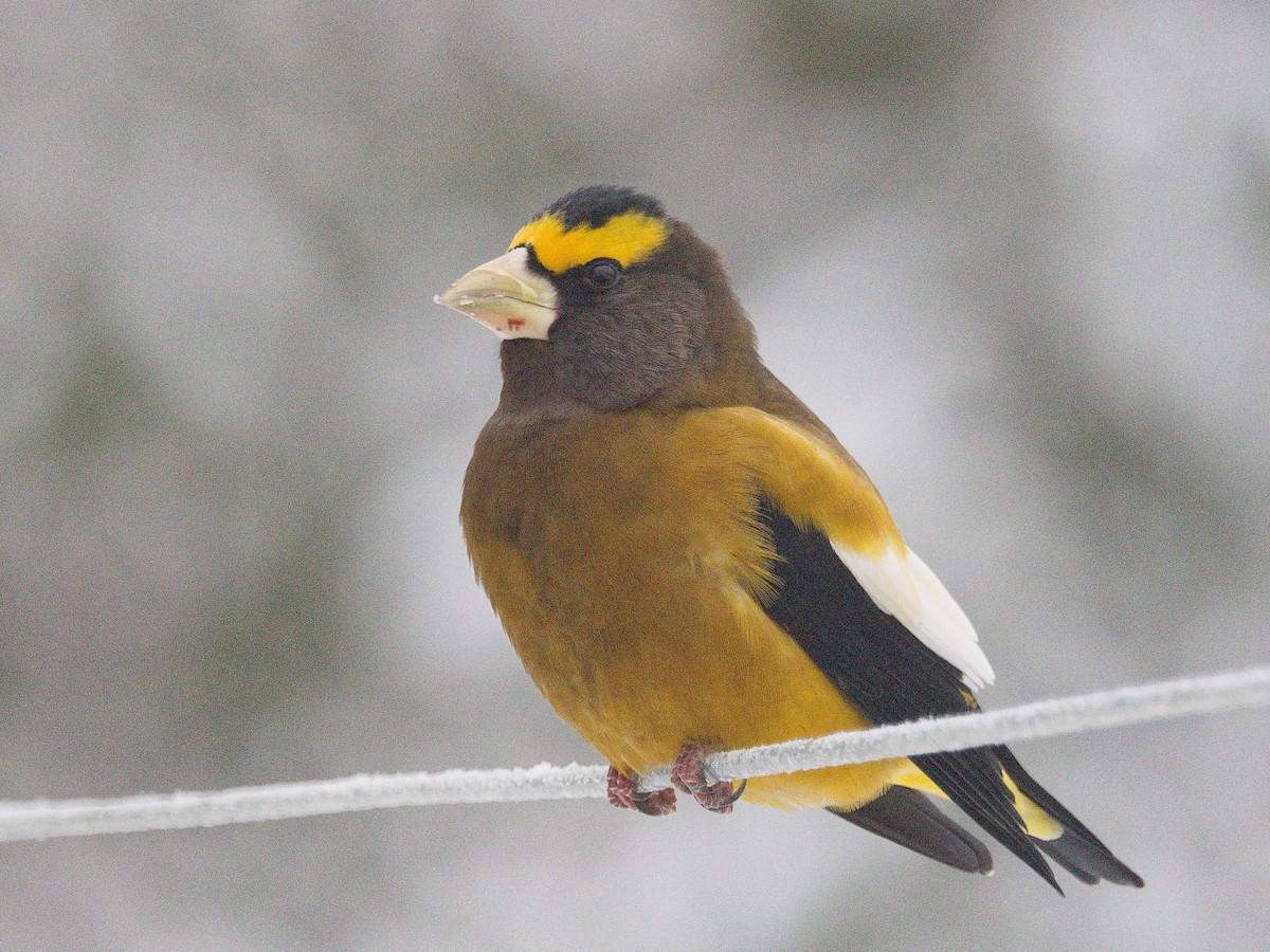 Mokolodi bekainoria - ML649162761