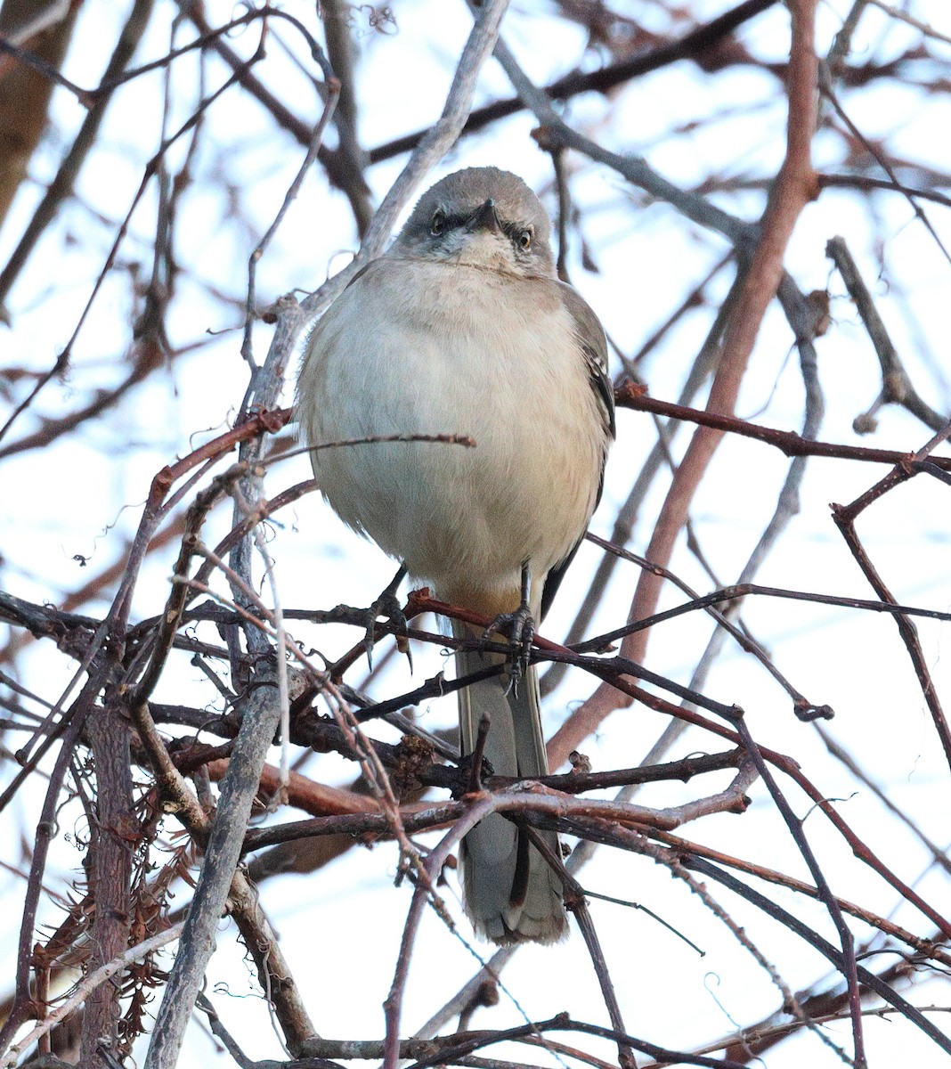 Northern Mockingbird - ML649162765