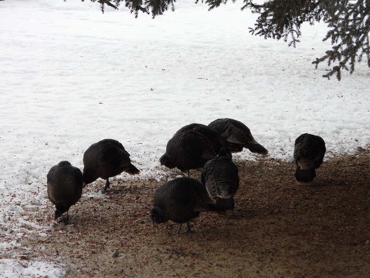 Indioilar arrunta - ML649162767