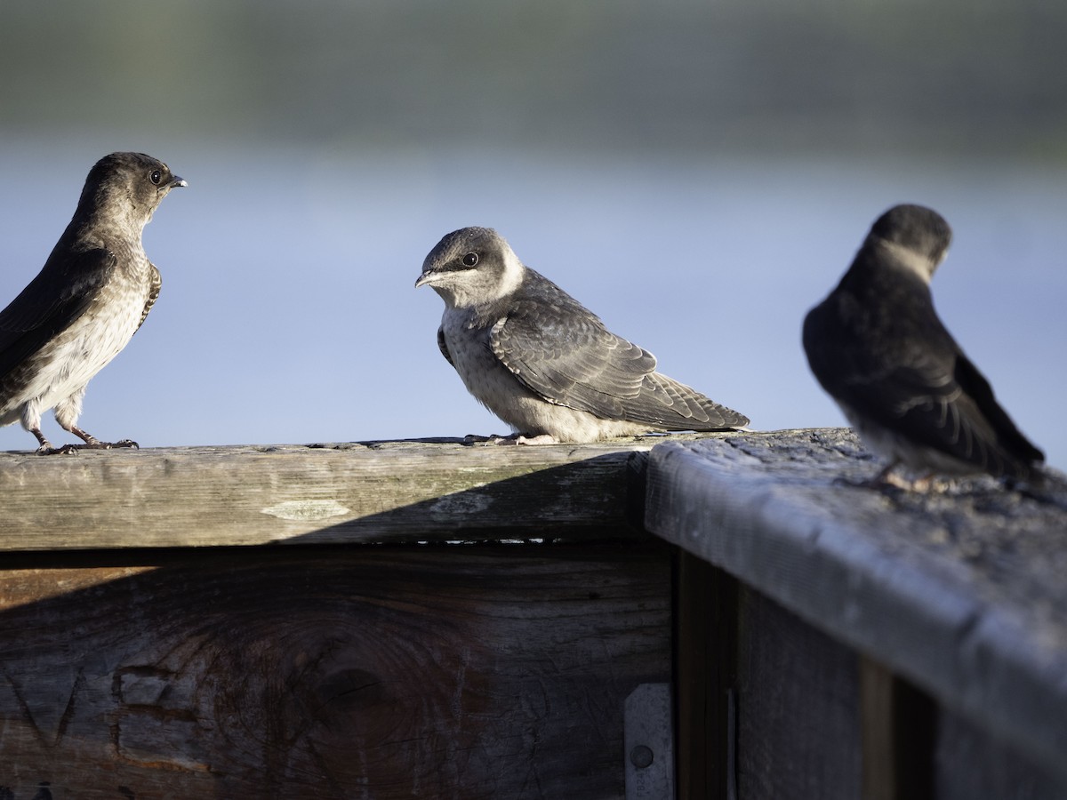 Elai purpura - ML649162768