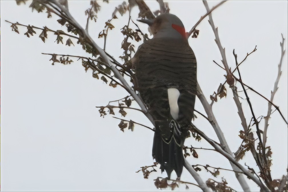 Northern Flicker - ML649162769