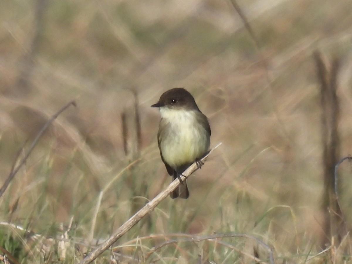 Eastern Phoebe - ML649162770