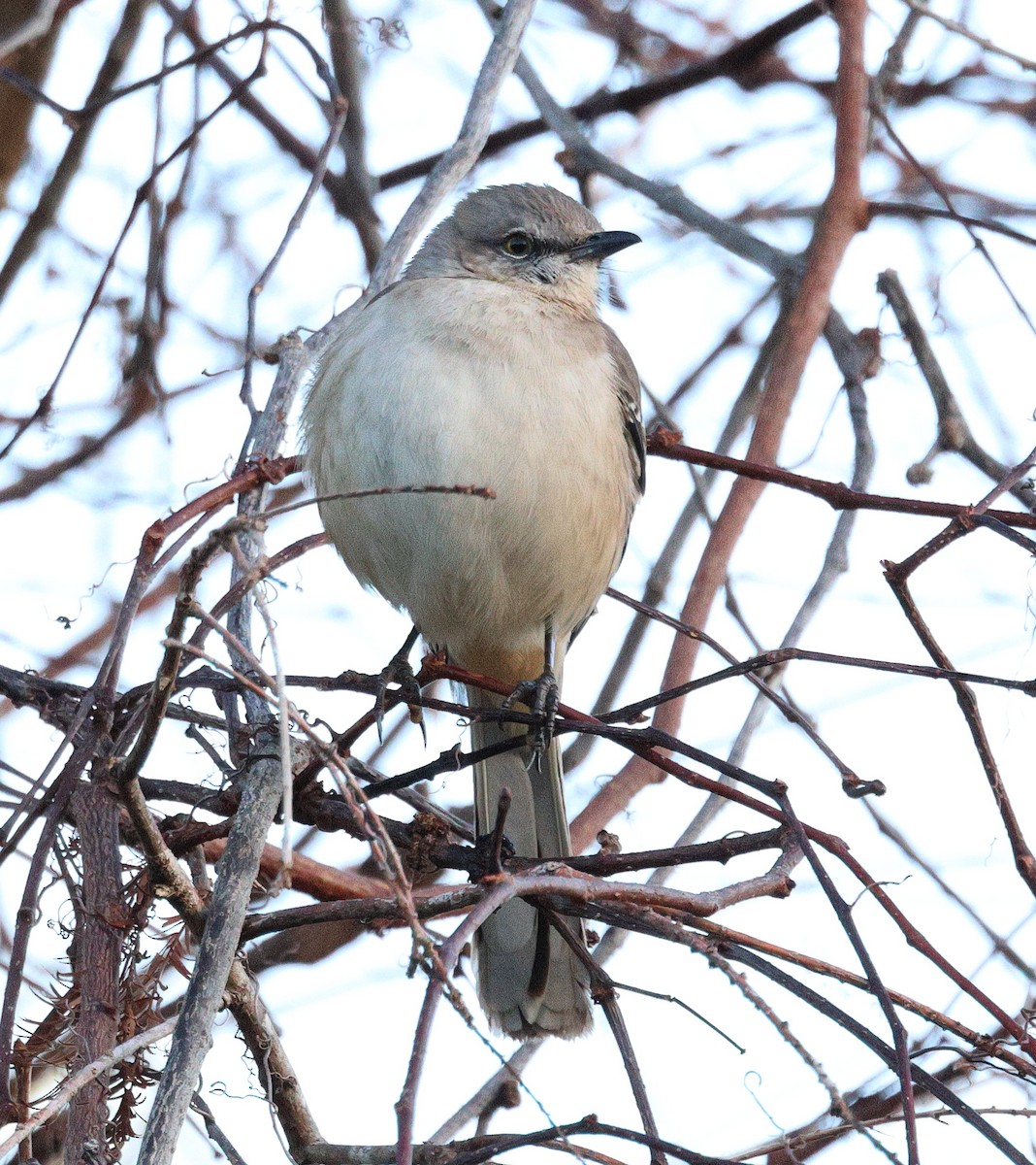 Northern Mockingbird - ML649162771