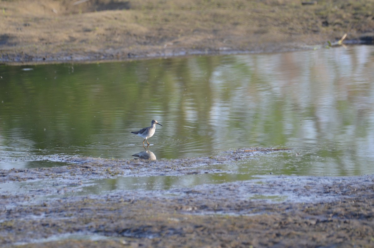 Wood Sandpiper - Klaudia Jóźwiak