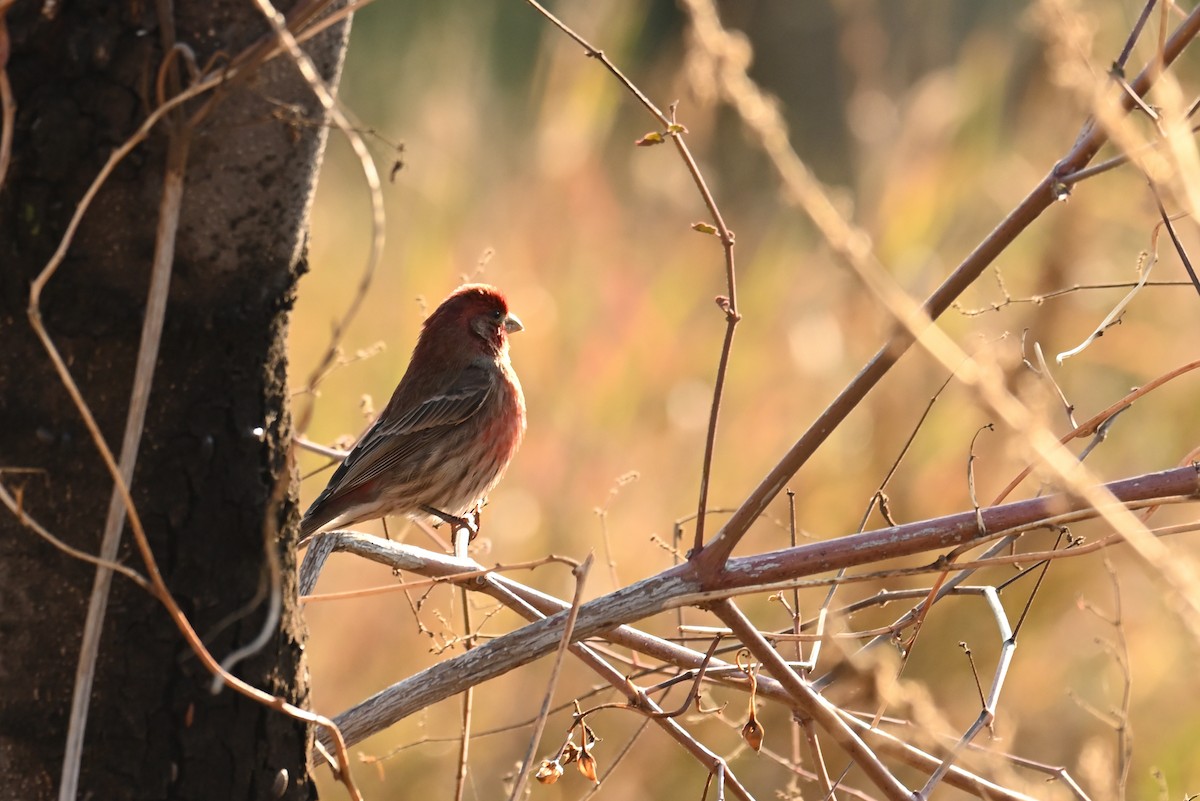 Burugorri arrunta - ML649162774