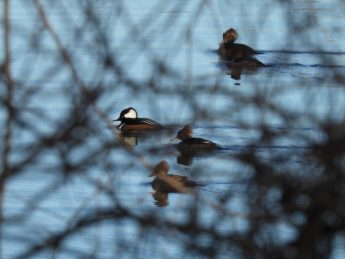 Zerra buruhandia - ML649162775