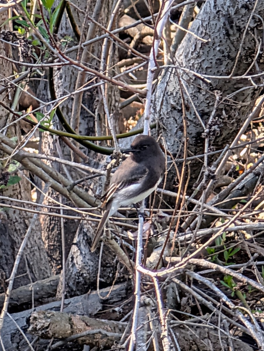 Black Phoebe - ML649162776