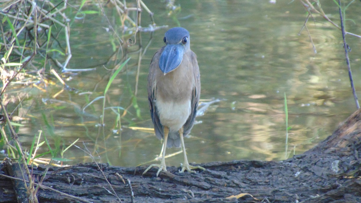 Boat-billed Heron - ML649162777