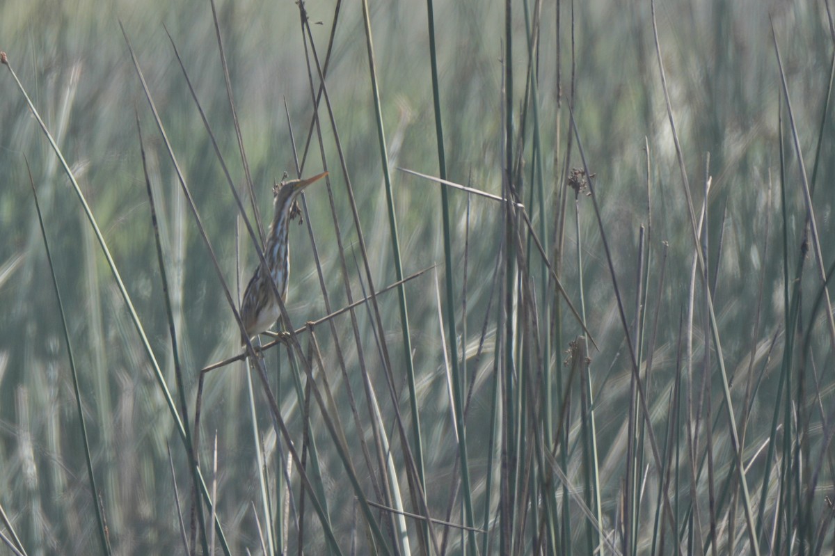 Stripe-backed Bittern - ML649162778