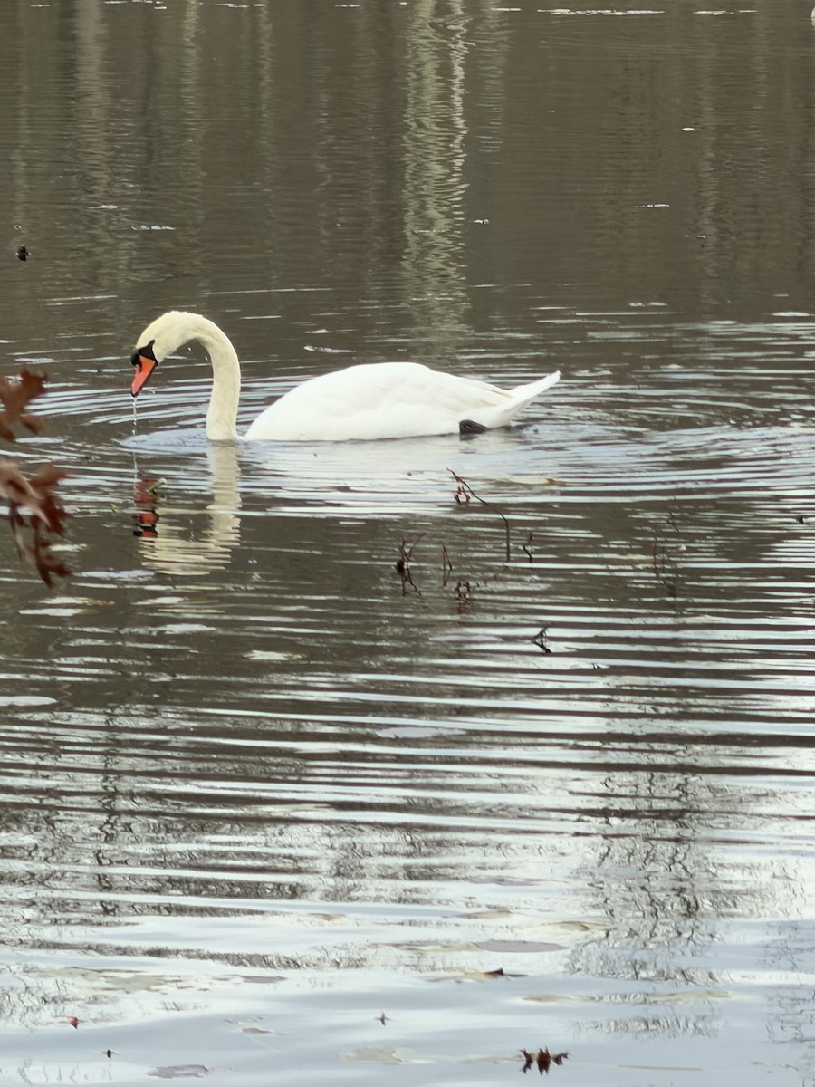 Beltxarga arrunta - ML649162779