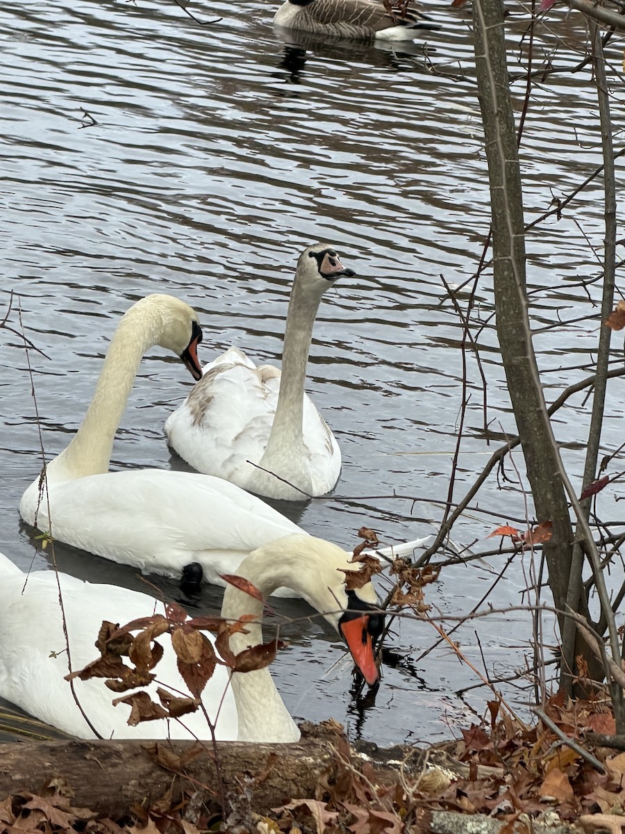 Beltxarga arrunta - ML649162782