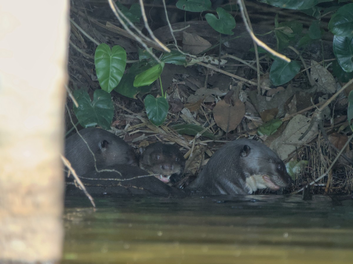 Giant Otter - ML649162783