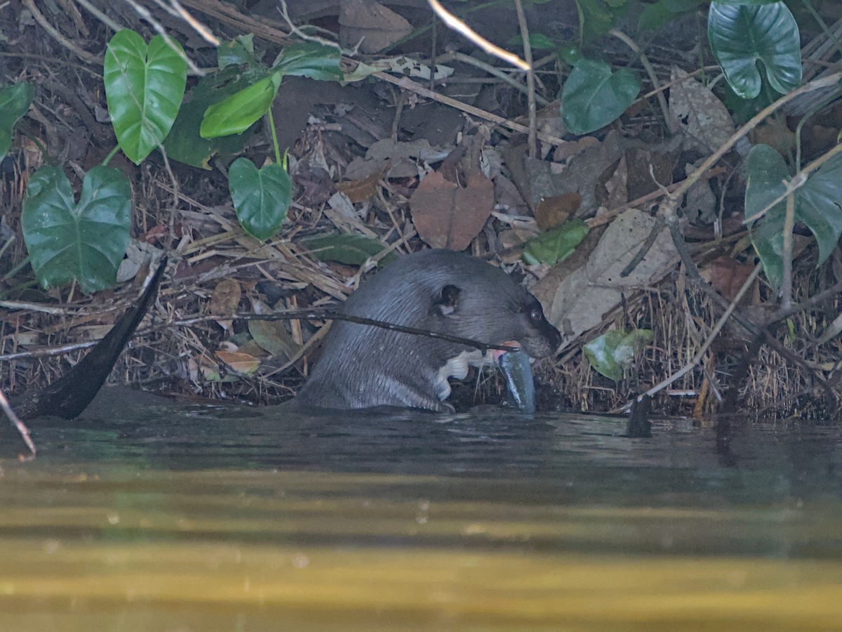 Mammals - Nick Leiby