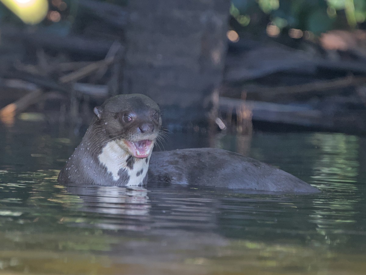 Animals - ML649162787