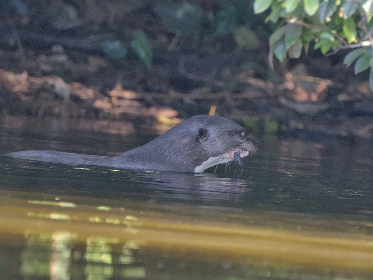 Animals - ML649162788