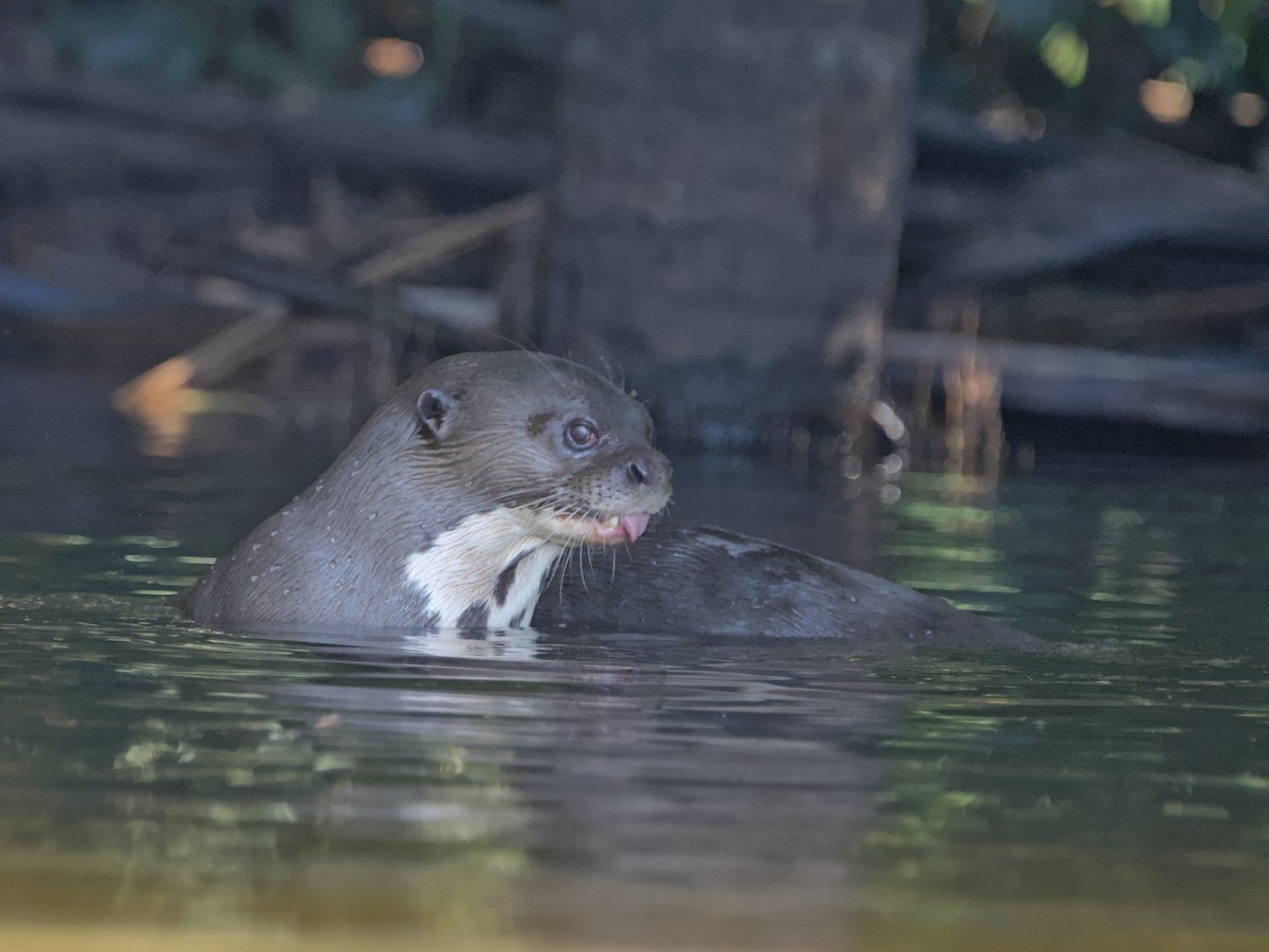 Animals - ML649162789