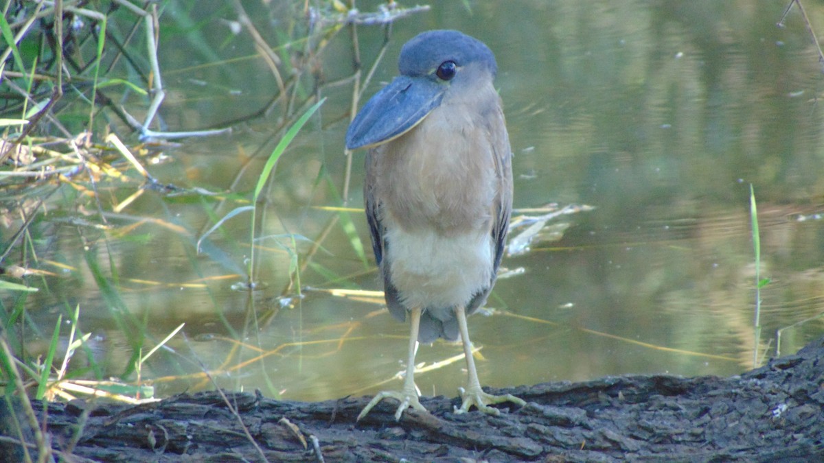 Boat-billed Heron - ML649162791