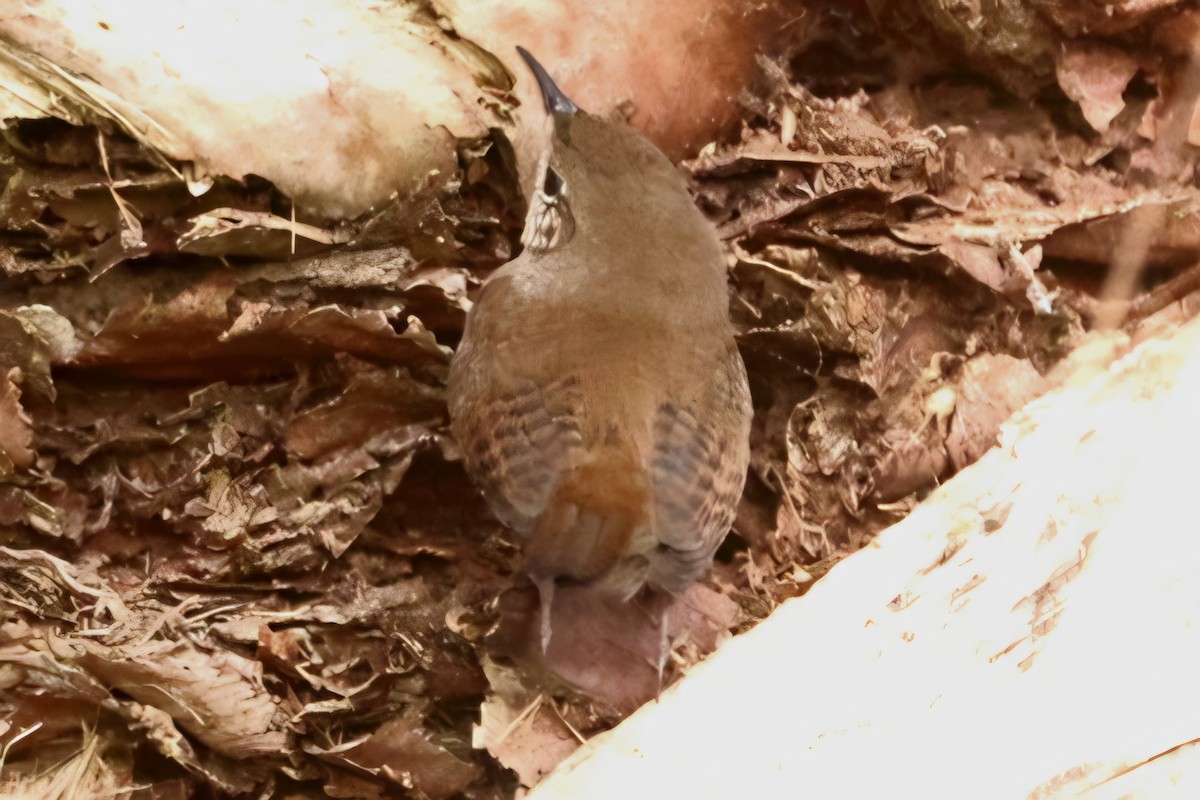 Northern House Wren - ML649162794