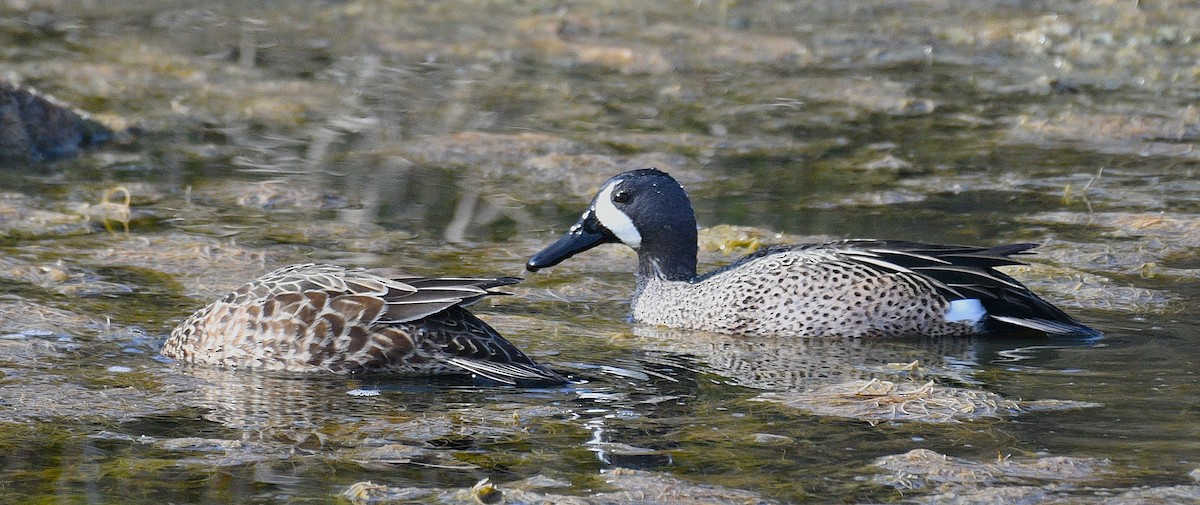 Zertzeta hegalurdina - ML649162800