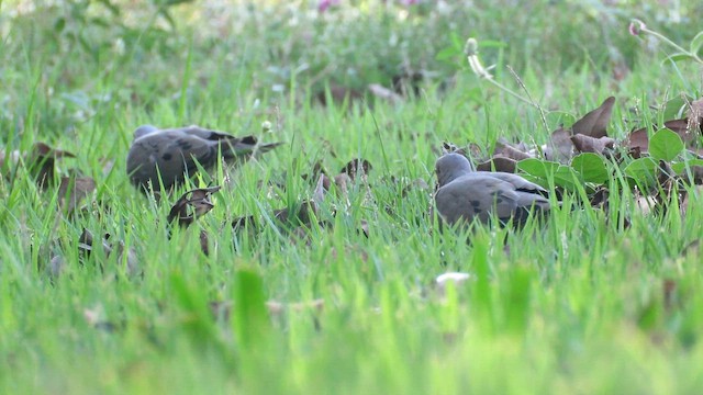 Ушастая горлица - ML649162893