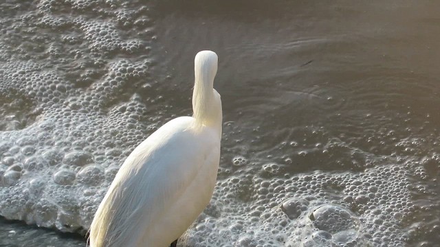 Снежная цапля - ML649162899