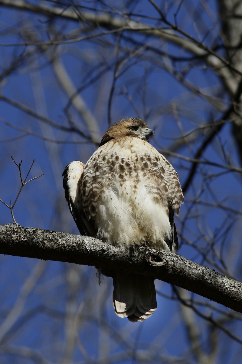 Red-tailed Hawk - ML649162991