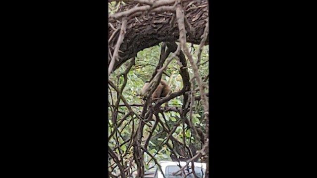 Бурая качолота - ML649163095