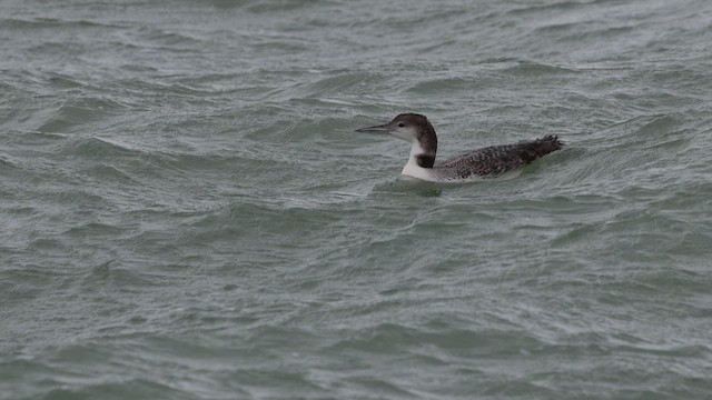 Черноклювая гагара - ML649163317