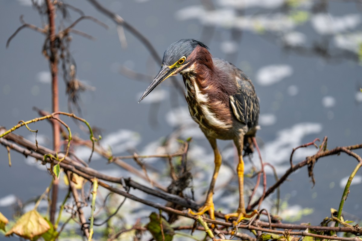Green Heron - ML649163448