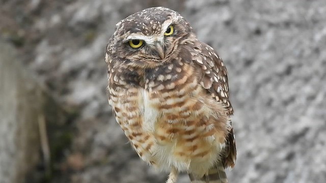 Burrowing Owl - ML649163654