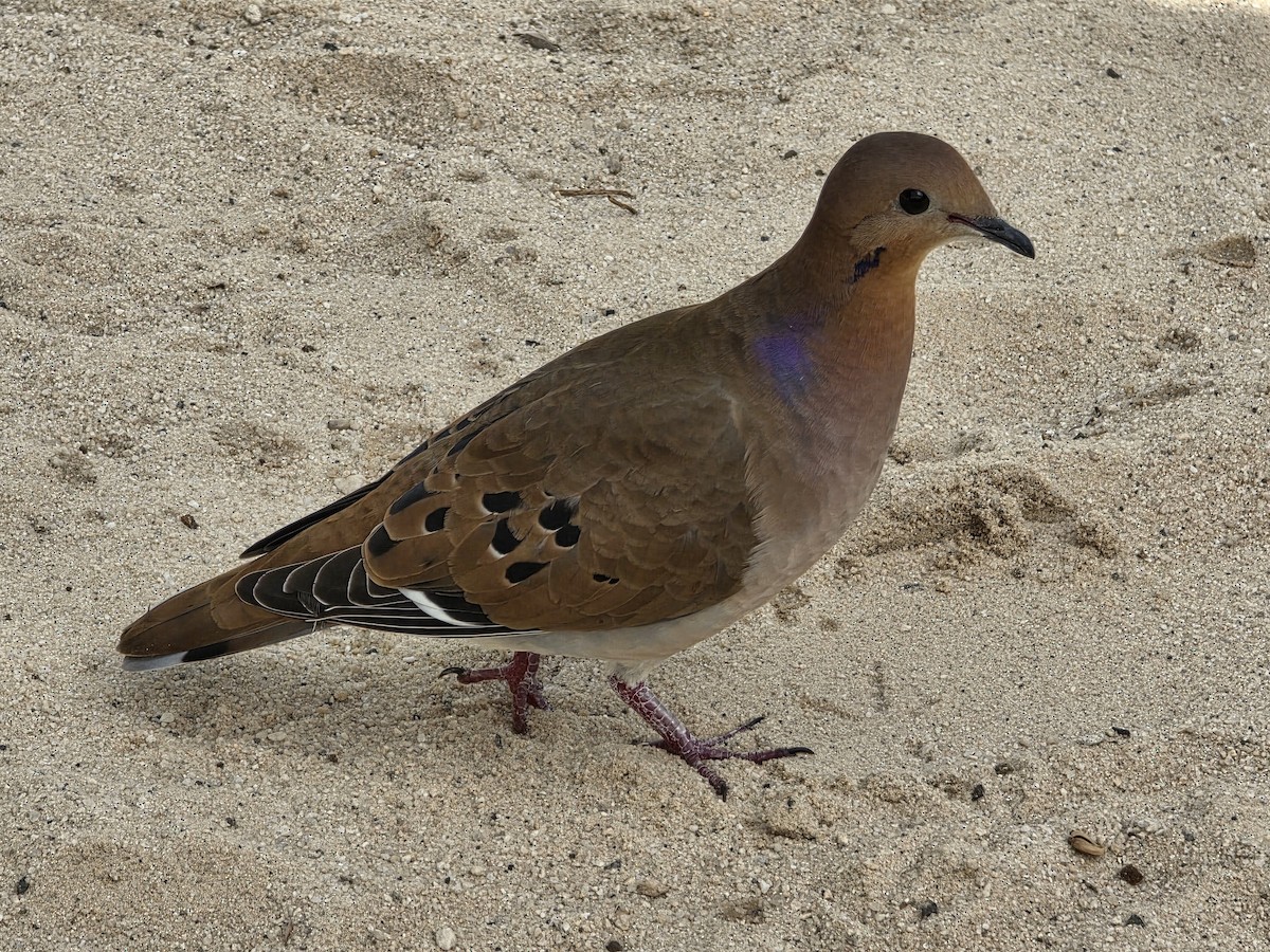 Zenaida Dove - ML649163739