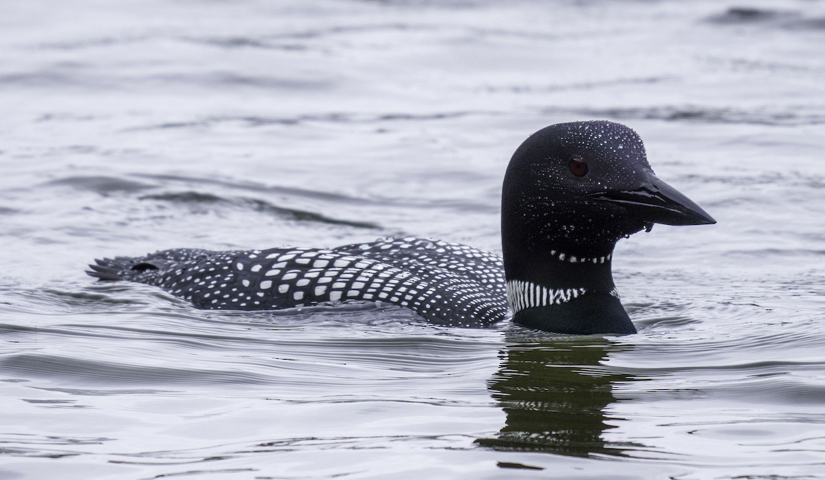 Buz Dalgıcı - ML649163978