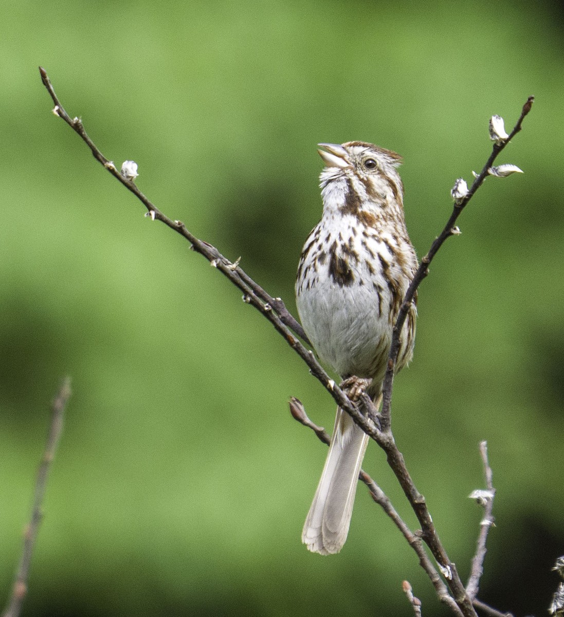 Ötücü Serçe - ML649164087