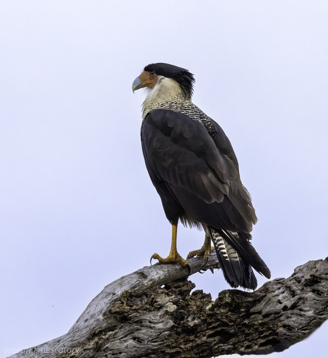 Crested Caracara (Northern) - Joseph Pescatore
