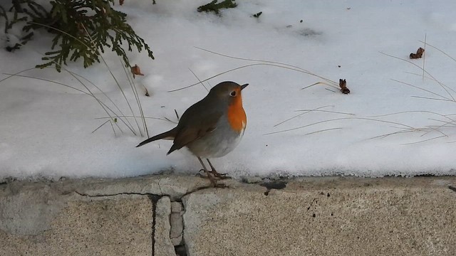 European Robin - ML649164474