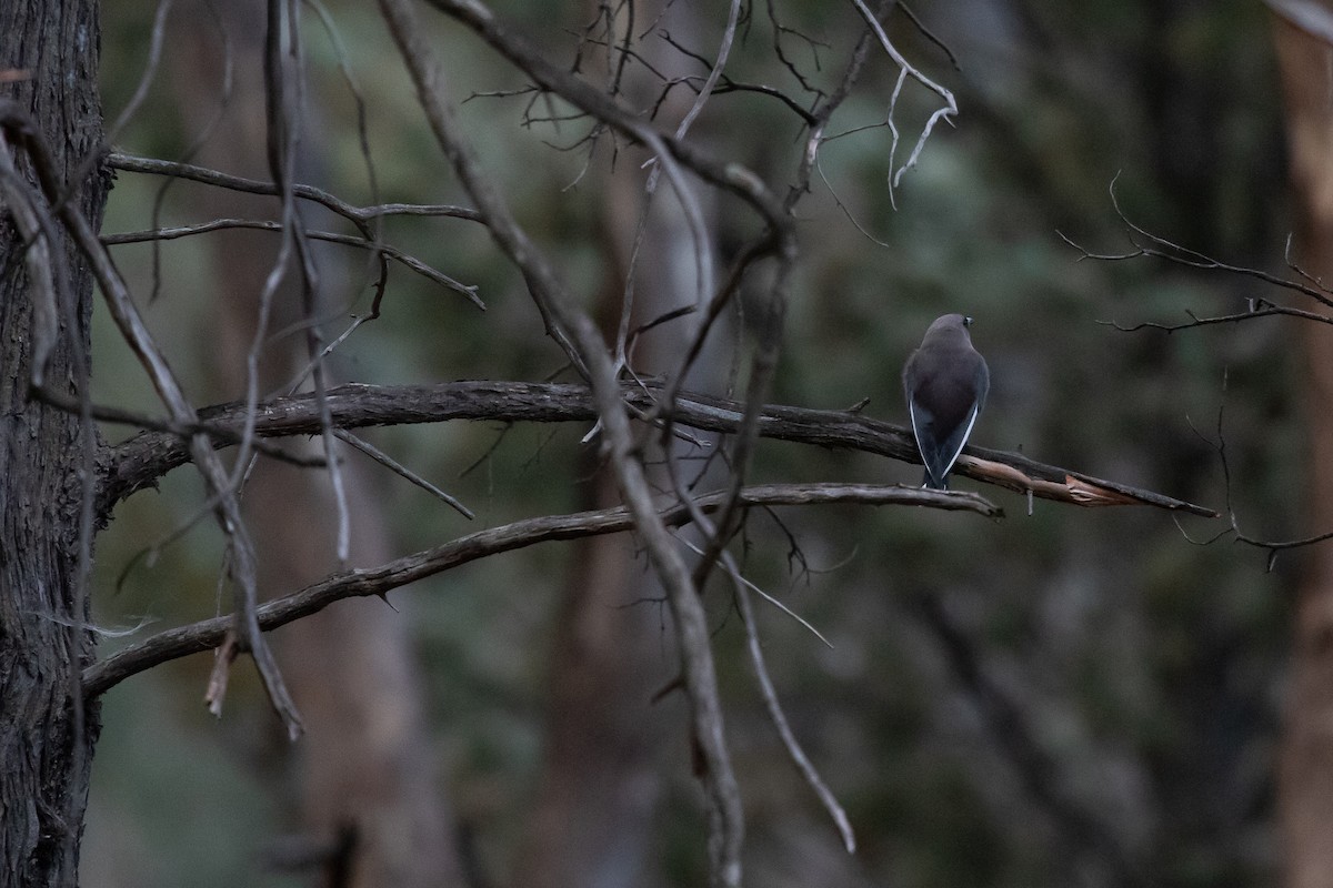 Dusky Woodswallow - ML649164660