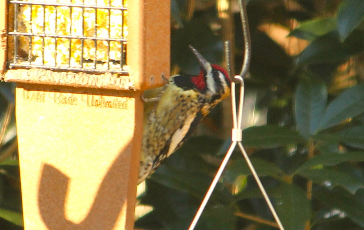 נקר צהוב-בטן - ML649164669