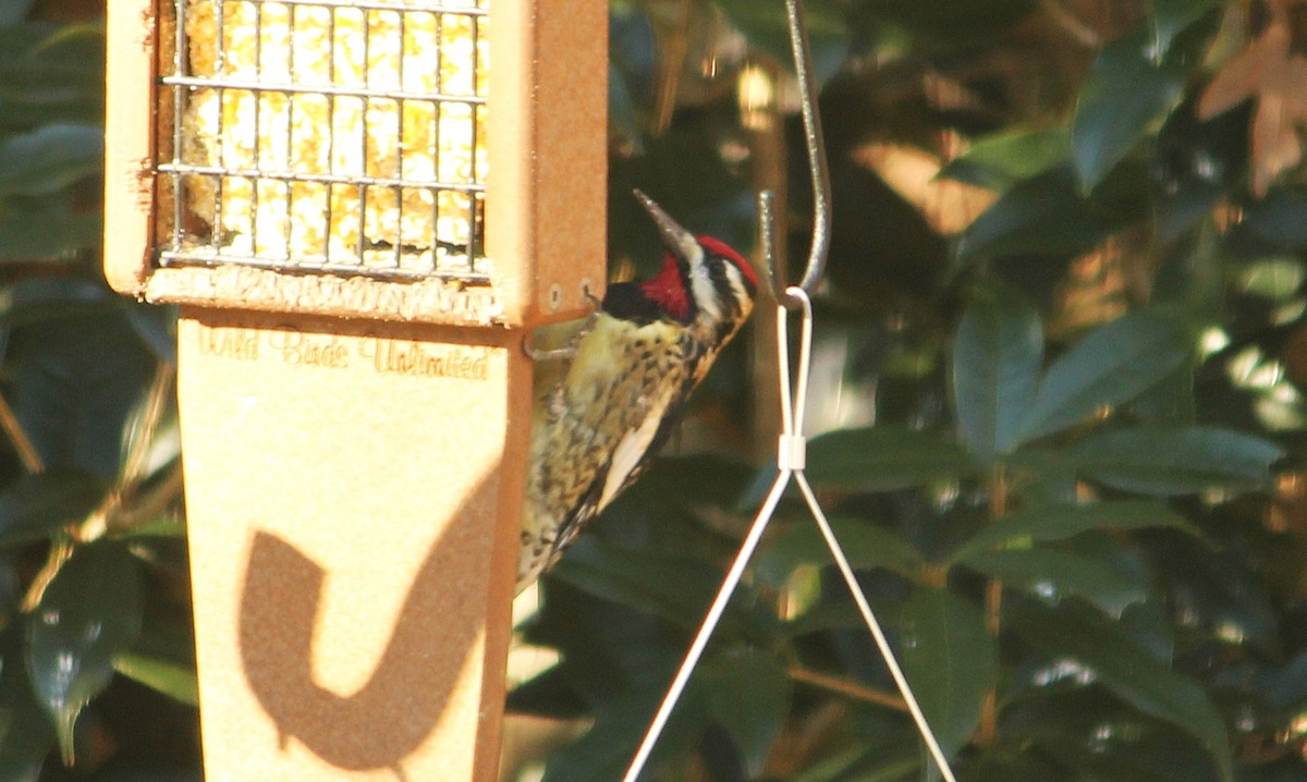 נקר צהוב-בטן - ML649164670