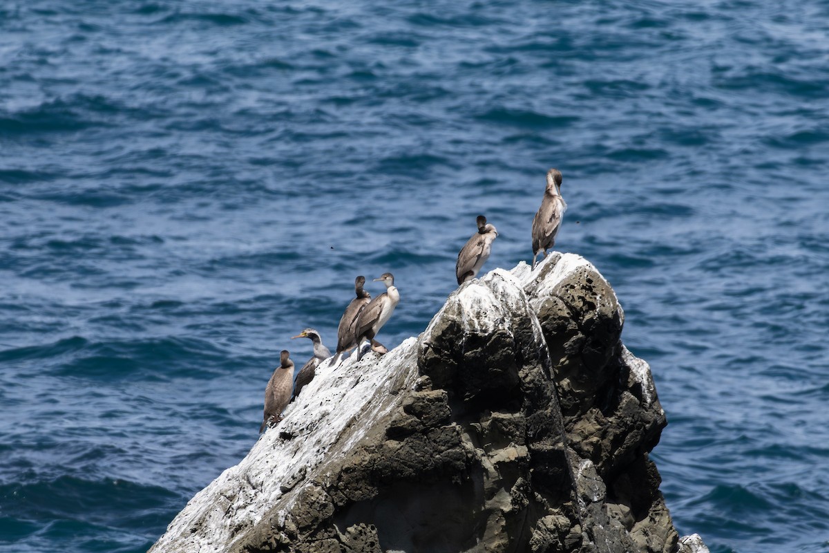 Spotted Shag - ML649164675