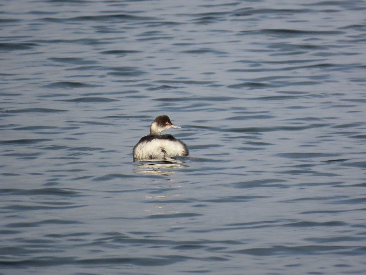 טבלן בינוני - ML649164676