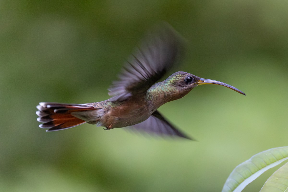 Rufous-breasted Hermit - ML649164677