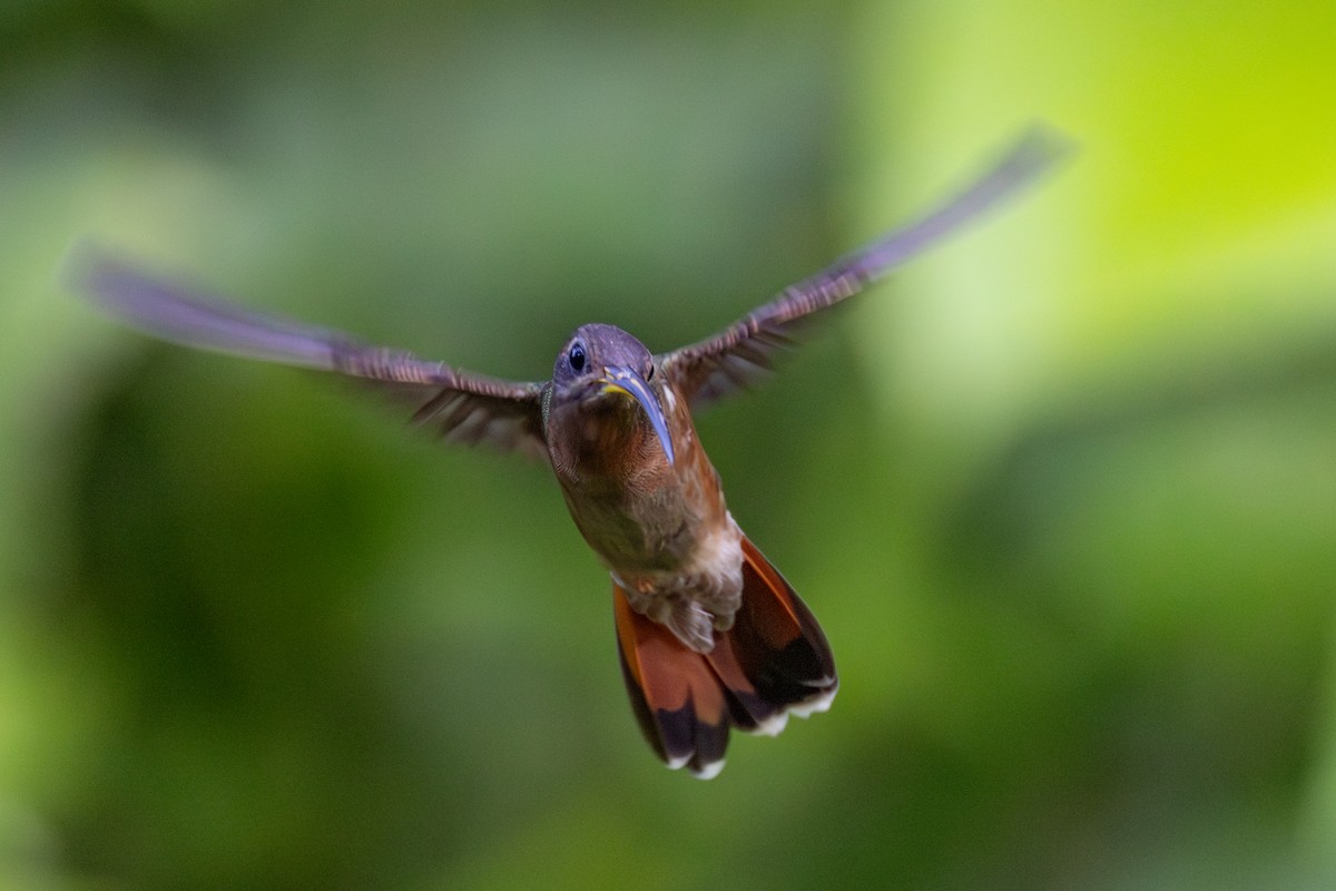 Rufous-breasted Hermit - ML649164678