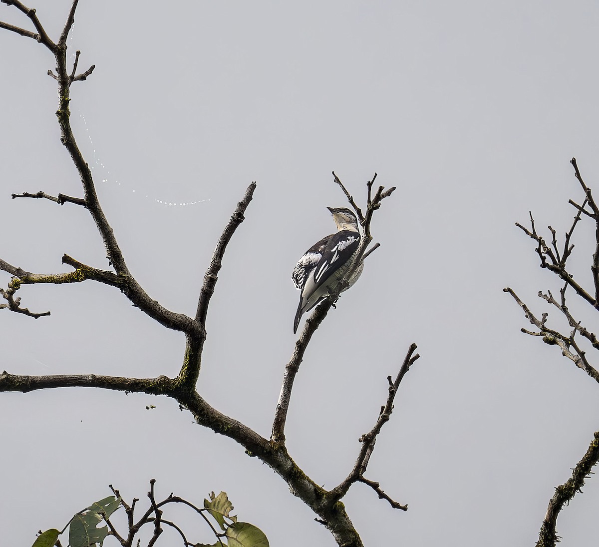 Black-browed Triller - ML649164679