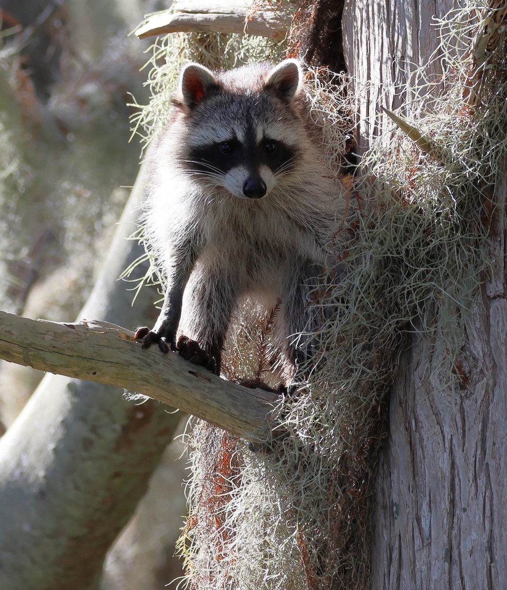 Florida Raccoon - ML649164680