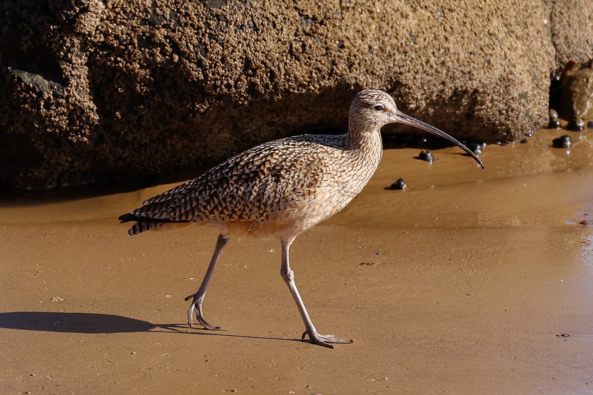חרמשון ארוך-מקור - ML649164681