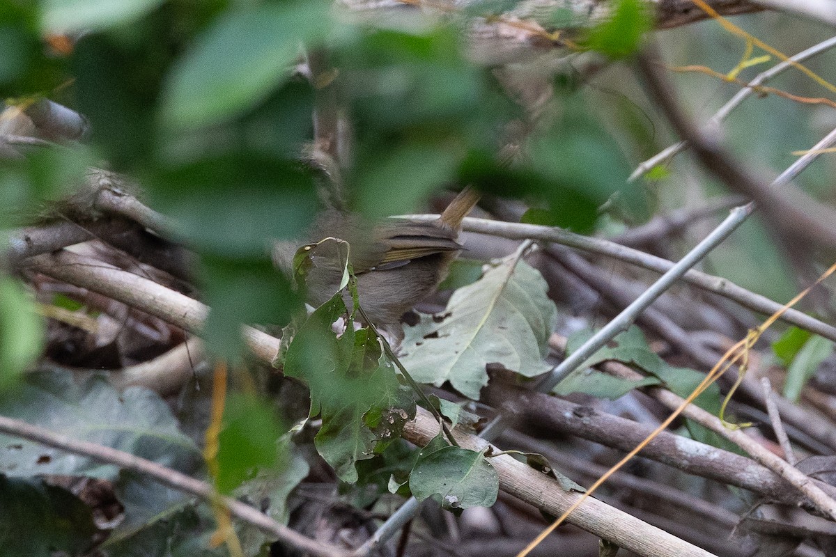 Olive Sparrow - ML649164682