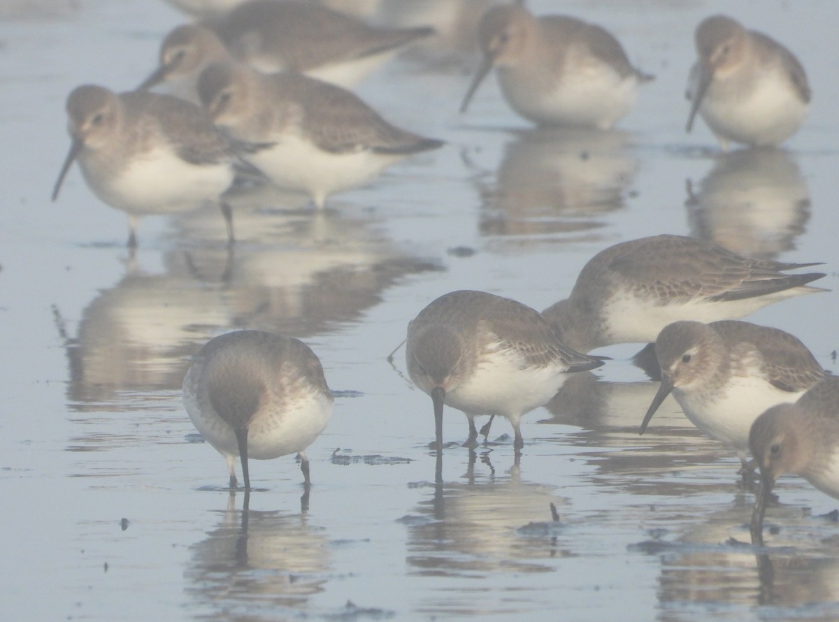 חופית אלפינית - ML649164683