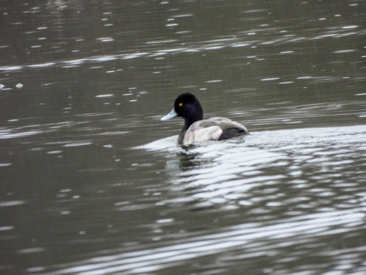 צולל בינוני - ML649164685